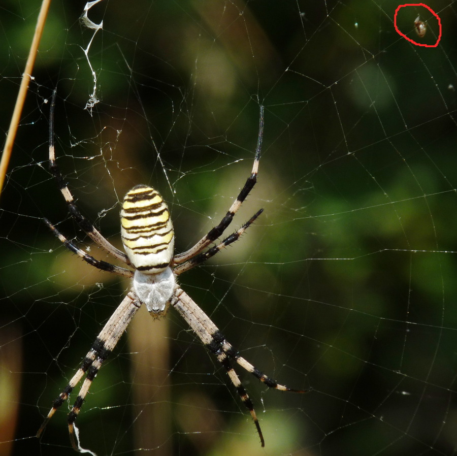 Cercate l''Argyrodes